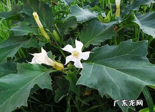 什么花的花语是魅惑