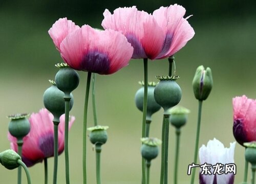 什么花的花语是魅惑