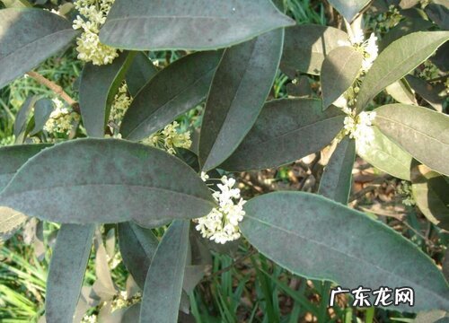 什么花的花语是魅惑