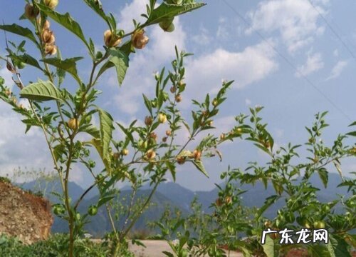 冰粉树是什么植物