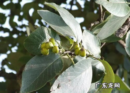 冰粉树是什么植物
