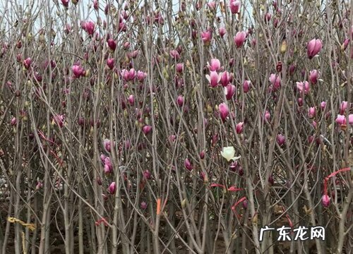 广玉兰是什么植物