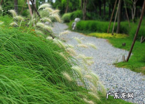狗尾草是低等植物吗