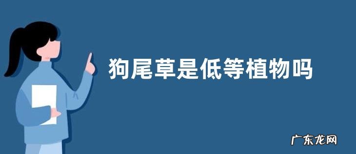 狗尾草是低等植物吗