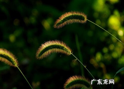 狗尾草是低等植物吗