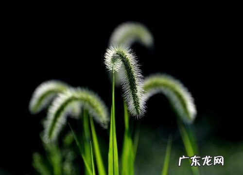 狗尾草是低等植物吗