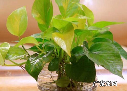 绿萝有多少品种