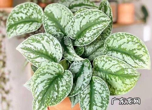 绿萝有多少品种