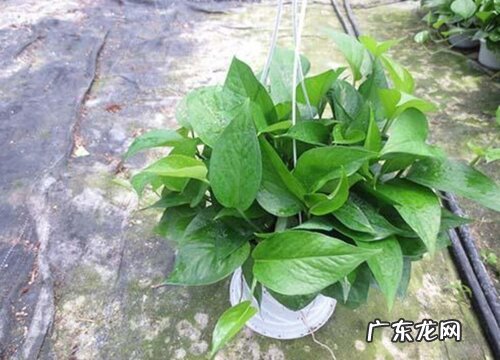 绿萝有多少品种