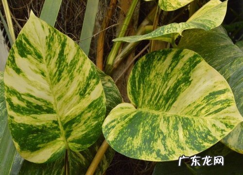 绿萝有多少品种