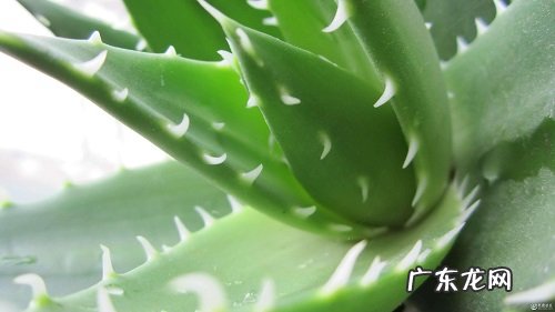 芦荟水培好还是土培好
