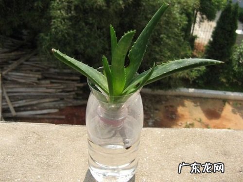 芦荟水培好还是土培好