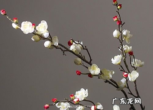 什么花的花语是孤独迷茫