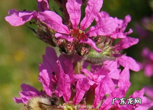 什么花的花语是孤独迷茫