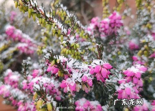 什么花的花语是孤独迷茫