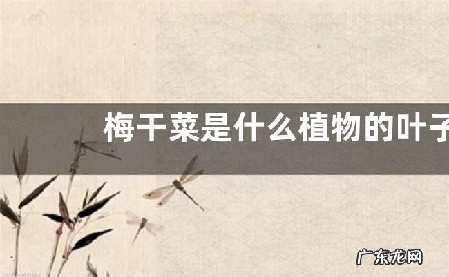 梅干菜是什么植物的叶子