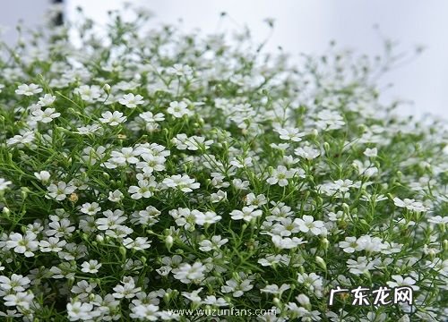 什么花的花语是梦境