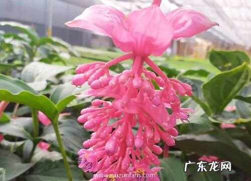 什么花的花语是梦境