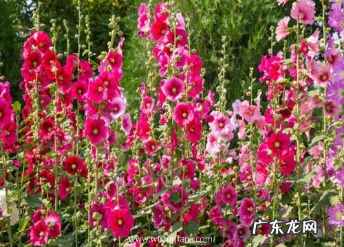 什么花的花语是梦境