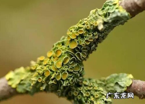 地衣是低等植物吗