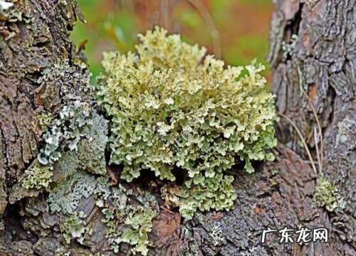 地衣是低等植物吗