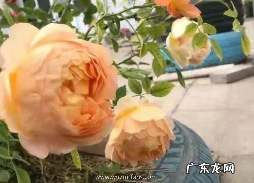 红木香是四季开花吗