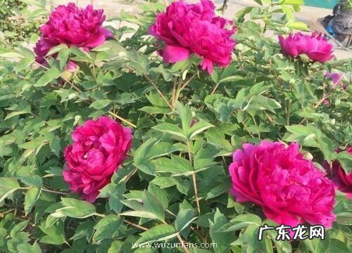 牡丹花几点钟开花