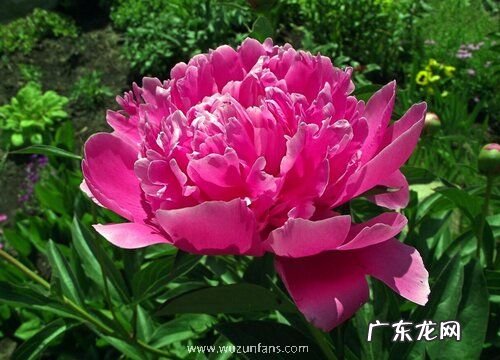 牡丹花几点钟开花