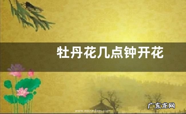 牡丹花几点钟开花