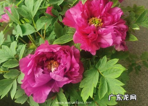 牡丹花几点钟开花