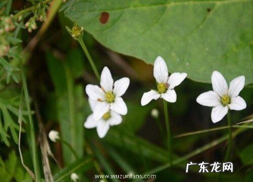梅花草有毒吗 可以放在室内养吗