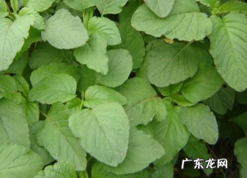 阳台种植苋菜的时间和方法