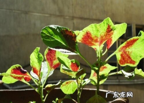 阳台种植苋菜的时间和方法