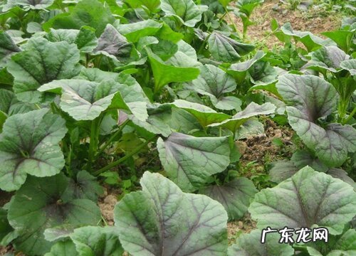 阳台种植苋菜的时间和方法