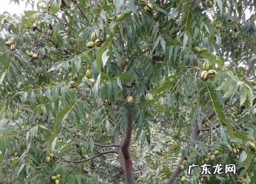 核桃树为什么不开花