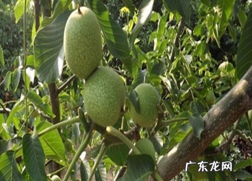 核桃树为什么不开花