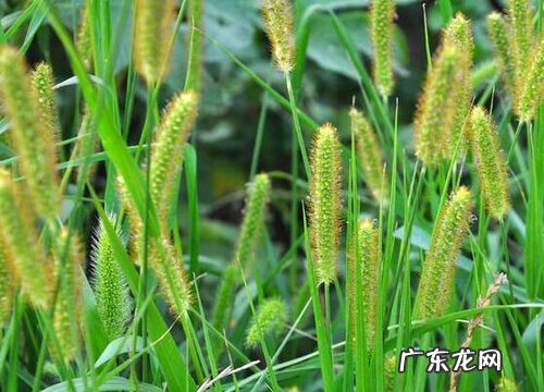 什么花的花语是错过