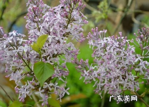 什么花的花语是错过