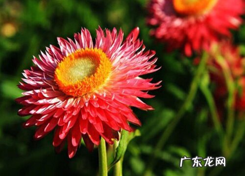 什么花的花语是错过