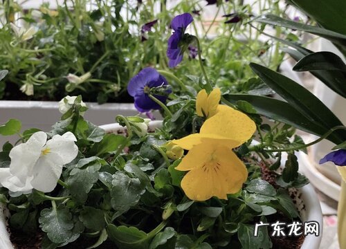 什么花的花语是错过