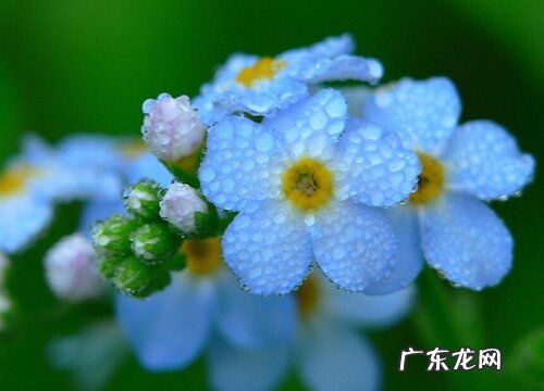 什么花的花语是忏悔