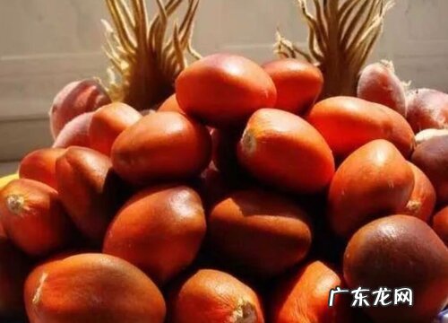 铁树果子可以做种子吗