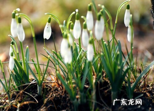 什么花的花语是未来