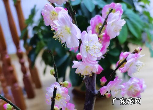 什么花的花语是未来