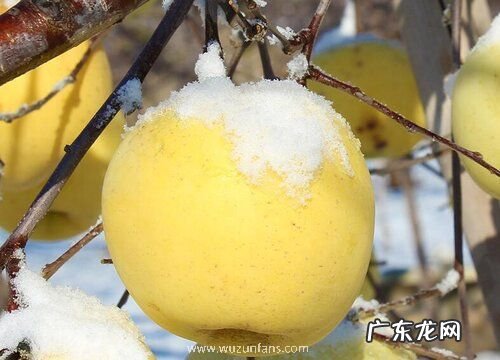 适合冬天种的水果有哪些