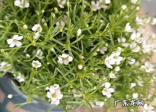 满天星花语及代表意义