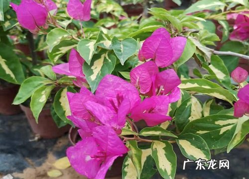 三角梅是花吗 是什么植物类别