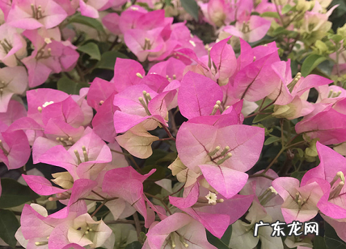 三角梅是花吗 是什么植物类别