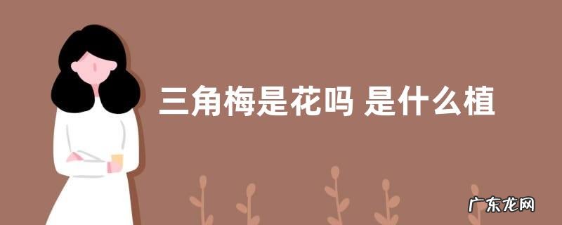 三角梅是花吗 是什么植物类别