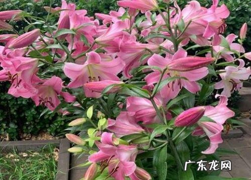 求婚买什么花好